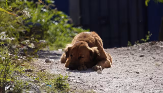 Campeche acumula 836 casos de gusano barrenador; caninos, segunda especie más afectada