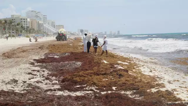 El sargazo no afecta en el uso recreativo de las playas de Quintana Roo