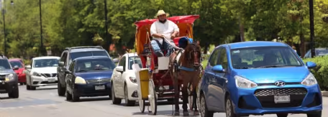 Animalistas exigirán justicia por la agresión a las calesas