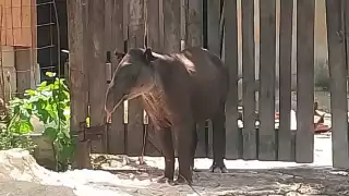 Profepa libera en Calakmul a tapir rescatado en Quintana Roo   