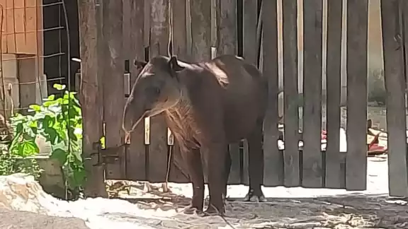 El animal fue hallado herido en una zona en la comunidad “El Tesoro” El animal fue hallado herido en una zona en la comunidad “El Tesoro”