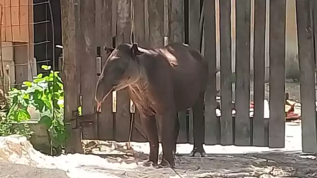 El animal fue hallado herido en una zona en la comunidad “El Tesoro”