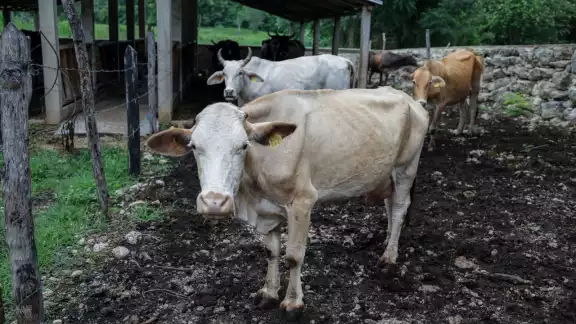 Tzucacab concentra el mayor número de contagios, con 10 animales