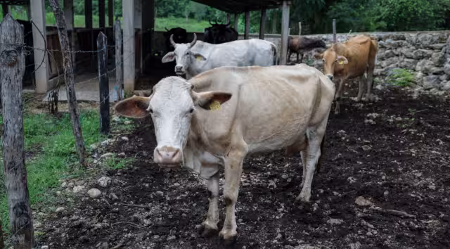 Tzucacab concentra el mayor número de contagios, con 10 animales