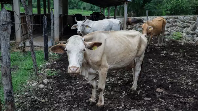 Tzucacab concentra el mayor número de contagios, con 10 animales