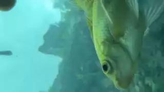 Chica tira su celular a un cenote de Tulum y capta un increíble paisaje bajo el agua: VIDEO