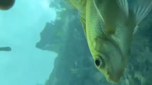 El video obtuvo más de 64 millones de visualizaciones