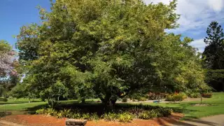 Hospitalizan a un hombre tras caer de un árbol de tamarindo en Motul