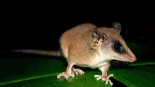 El ratón tlacuache es un marsupial endémico de México