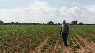 Federación de Productores Agropecuarios señalan importancia de tecnificación del campo en Q. Roo.