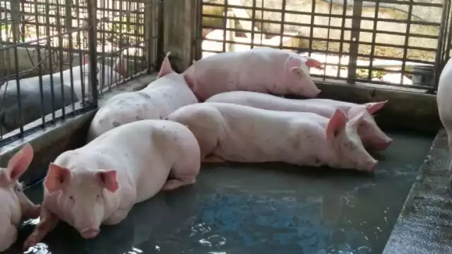  Al llegar, los dueños encontraron una sangrienta escena