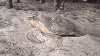La agrupación ambientalista Quelonios A.C. reporta un desplome del 47.67 por ciento en la protección de nidos de tortuga carey en Champotón.