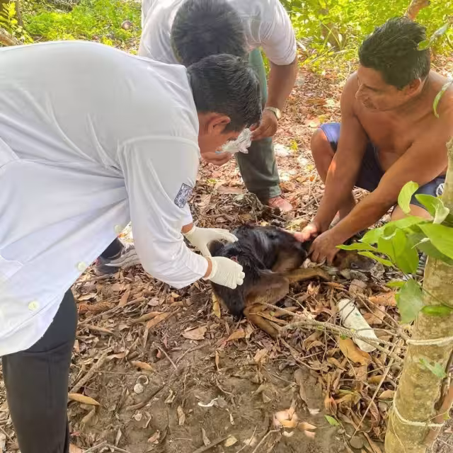 Detectan Gusano Barrenador en perro de Nuevo Progreso