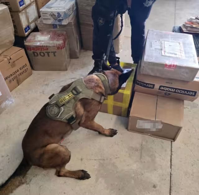 Entre las dosis aseguradas, se identificaron 13 mil 384 dosis de marihuana, 152 de cocaína, 177 de crack y 610 de cristal.