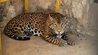  Zoológico La Reina de  Tizimín tiene nuevo  inquilino: un jaguar de ocho años