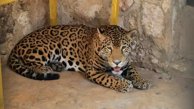 Un jaguar macho arriba al zoológico para ser parte de los planes de reproducción de animales en cautiverio