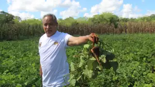 En Maxcanú la siembra de esta leguminosa está en crisis: no interesa a las nuevas generaciones