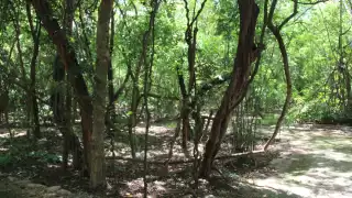 Aura Mézquita indicó que la citronela, la lavanda y la menta son útiles para ahuyentar moscos