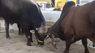 La plaga ha superado los mil casos; 80 están activos