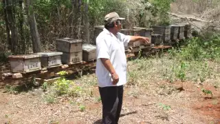 Productores de miel de Nohalal solicitan apoyo real para las familias afectadas, pues no tienen ingresos