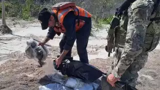 Personal naval asegura en manglares de Dzilam de Bravo utensilios para cocinar especies en veda