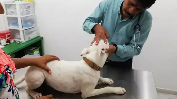 Autoridades locales ratifican nuevo reporte de larvas de gusano barrenador en un canino Autoridades locales ratifican nuevo reporte de larvas de gusano barrenador en un canino