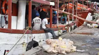 Mantienen buena captura en la recta final de la temporada de pulpo en Yucatán