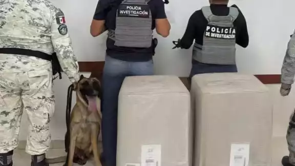 El binomio canino marcó positivo en dos bultos de grandes, los cuales al ser revisados revelaron que tenían hierba seca, con un peso de 50 kilos cada uno