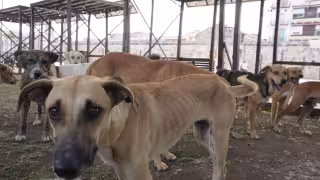 La Fundación Nancy French recauda fondos para el proyecto.