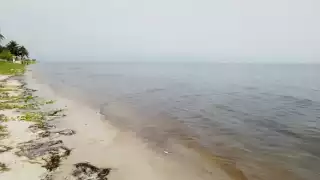 Alerta en Progreso: Marea roja regresaría tras dos años de ausencia 