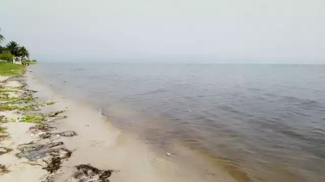 La marea roja causó la muerte de miles de especies marinas