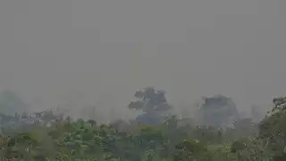 Incendio consume 250 hectáreas de maleza en Cancún