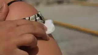 Todos los chetumalenses que asistan deberán acudir con su Cartilla Nacional de Vacunación