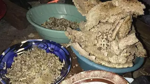 Las larvas de avispas conocidas como ek, son un alimento codiciado Las larvas de avispas conocidas como ek, son un alimento codiciado