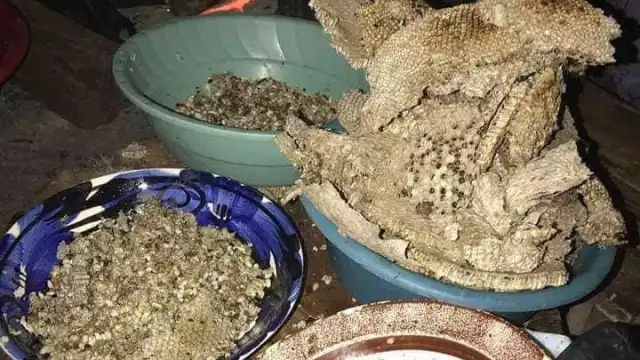 Las larvas de avispas conocidas como ek, son un alimento codiciado