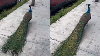 Reportan avistamiento de un pavo real en el centro de Chetumal