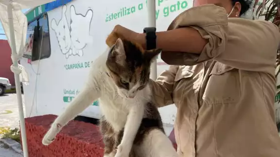 Un gato resultó con rabia en Ciudad del Carmen Un gato resultó con rabia en Ciudad del Carmen