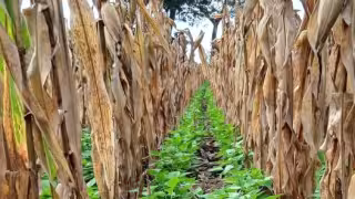 Solo 10 campesinos preparan la tierra para cultivar maíz y frijol, destinados al autoconsumo
