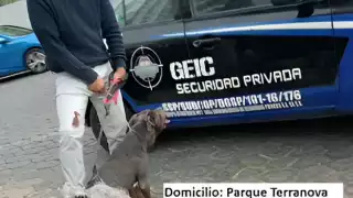 En Puebla un perro de raza Pitbull mató a un French Poodle pues su dueño no lo paseaba con correa