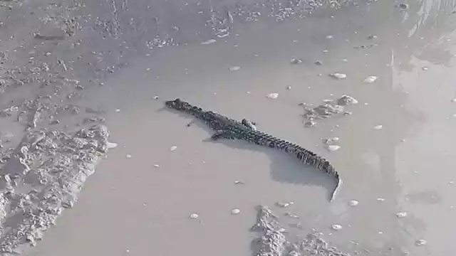 Al ser parte de la fauna de los manglares y zonas llenas de agua, estos animales suelen extender en ellos sus dominios