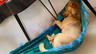 De acuerdo con un estudio los perros sin raza definida son los favoritos de la población mexicana