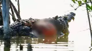 Matan a balazos a un cocodrilo en la ciénega de Progreso