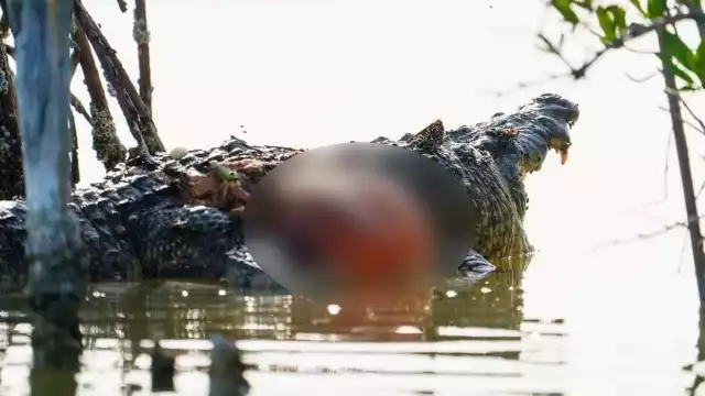 El cocodrilo murió en la ciénega donde habitaba