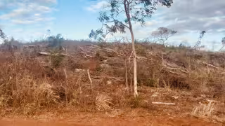 Menonitas continúan talando y quemando monte pese a prohibiciones
