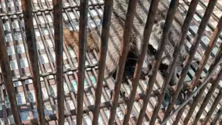 Los también conocido racunes pertenecen al grupo de animales que mantienen más contacto con los humanos y mascotas.