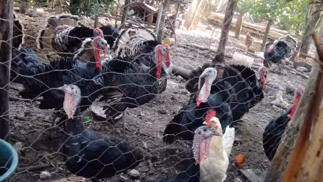Campesinos, sin grandes beneficios por venta de pavo