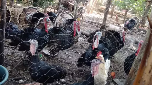 Campesinos, sin grandes beneficios por venta de pavo