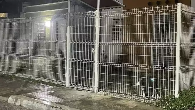 Lomitos son sometidos a condiciones que representan un riesgo a su salud