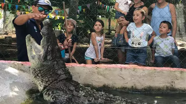 No hay que catalogar a los cocodrilos como monstruos o asesinos, sino como cualquier otro animal.