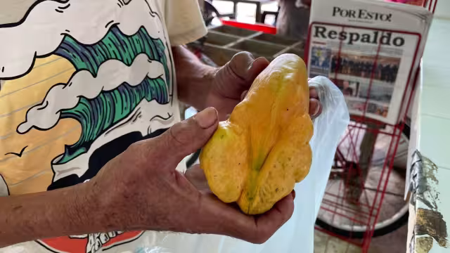 El poblador Manuel Gamboa cultivó un extraño vegetal con forma de mango y chayote